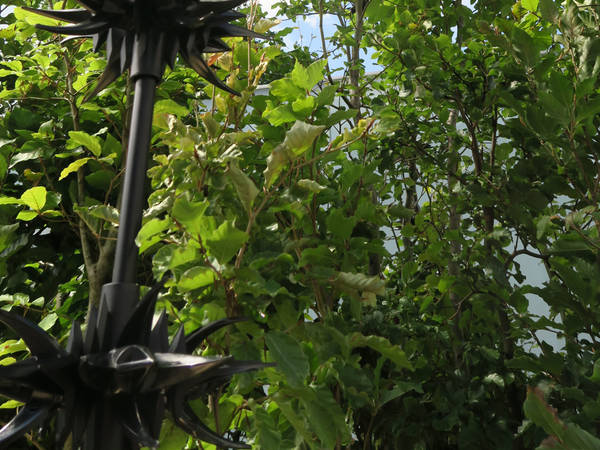 On Trees, Neophytes, and Druids